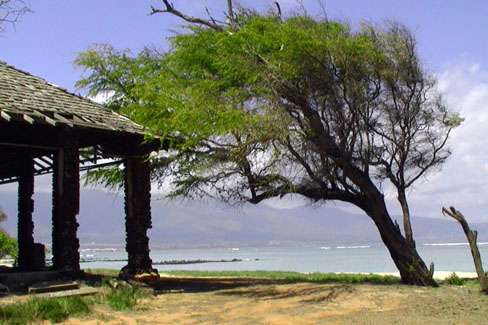 nr_nature073.jpg